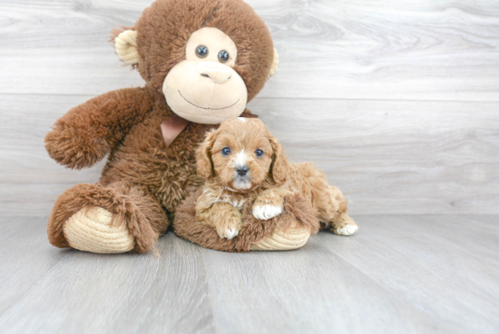 Fluffy Cavapoo Poodle Mix Pup