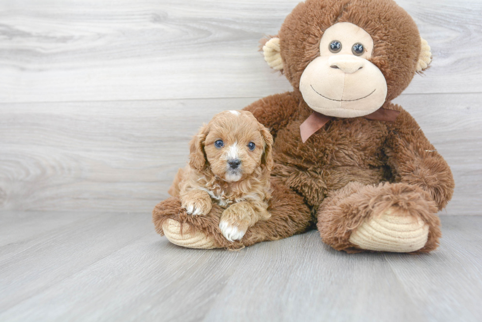 Fluffy Cavapoo Poodle Mix Pup