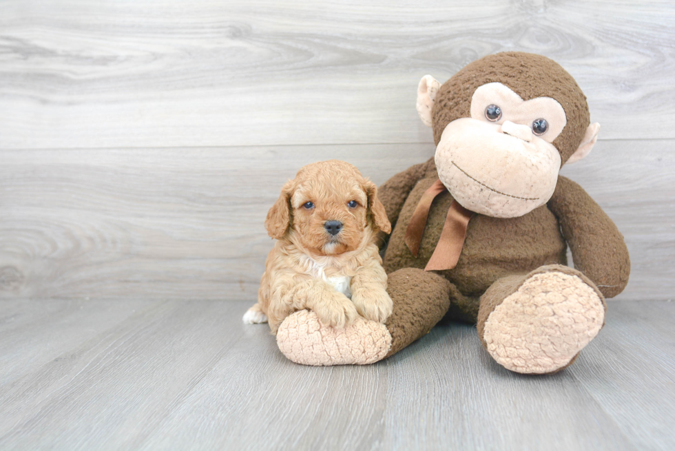 Cavapoo Puppy for Adoption