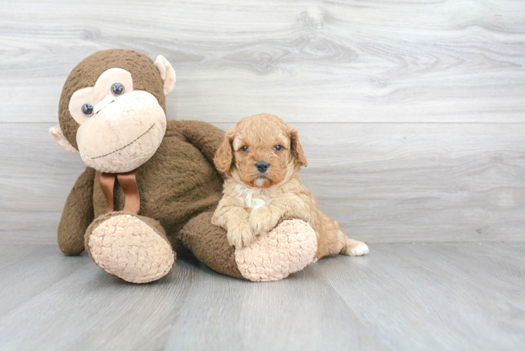 Little Cavoodle Poodle Mix Puppy