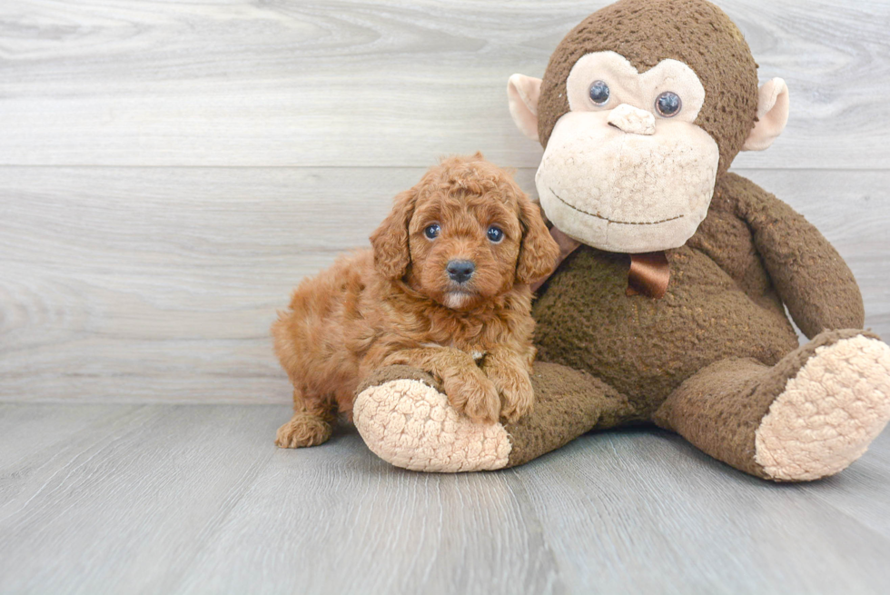 Adorable Cavoodle Poodle Mix Puppy