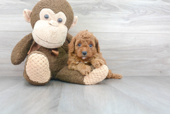 Cavapoo Puppy for Adoption