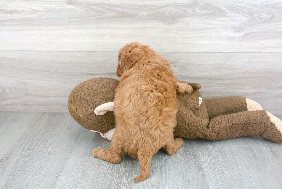 Smart Cavapoo Poodle Mix Pup