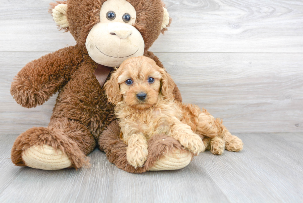 Fluffy Cavapoo Poodle Mix Pup