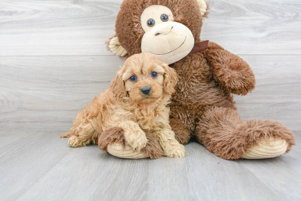 Smart Cavapoo Poodle Mix Pup