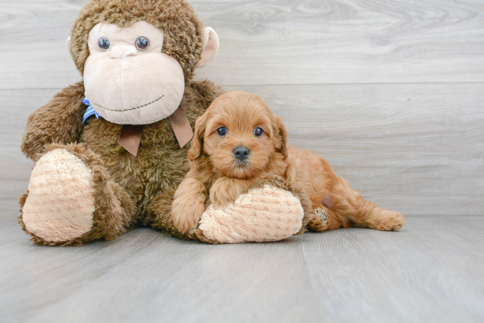 Best Cavapoo Baby