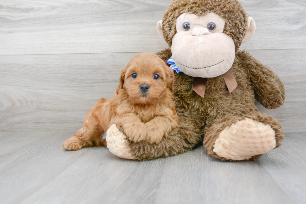 Cavapoo Pup Being Cute