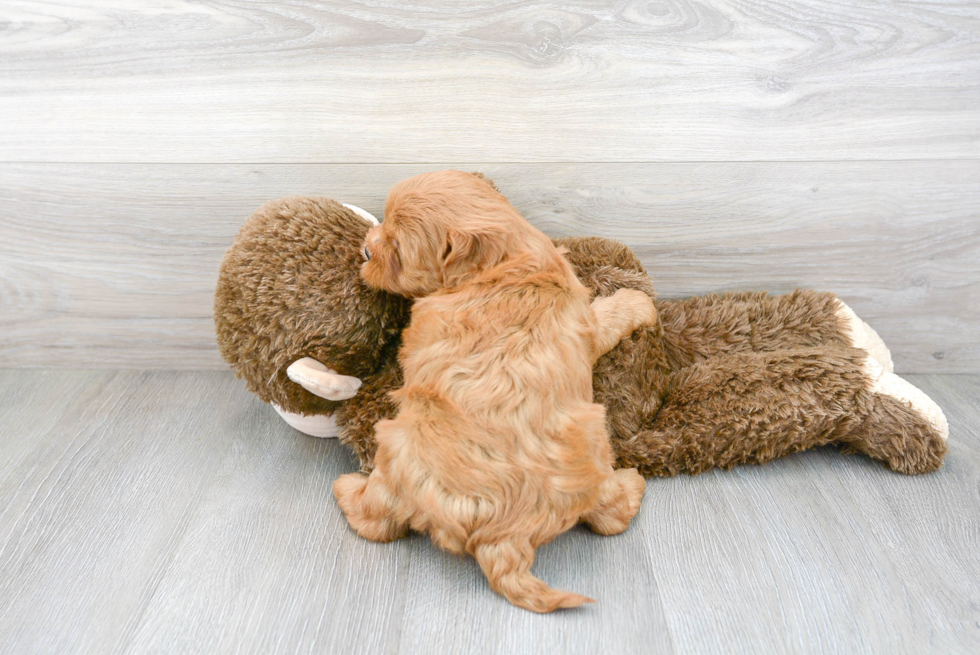 Energetic Cavoodle Poodle Mix Puppy