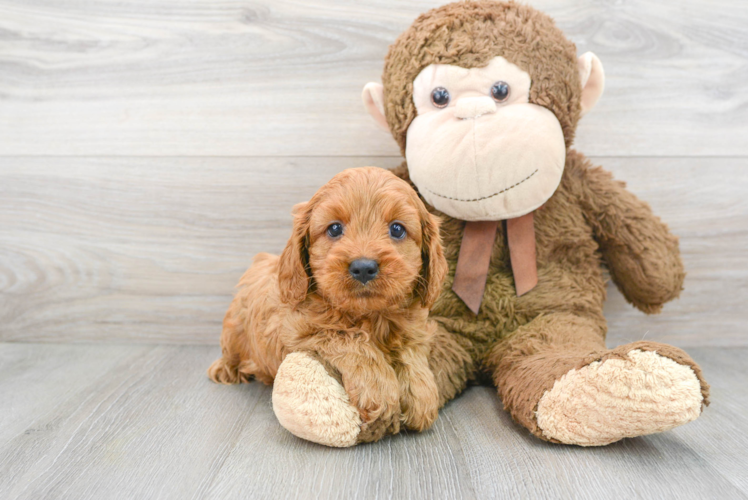 Best Cavapoo Baby