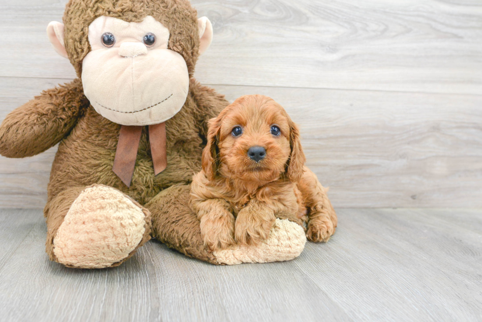 Fluffy Cavapoo Poodle Mix Pup