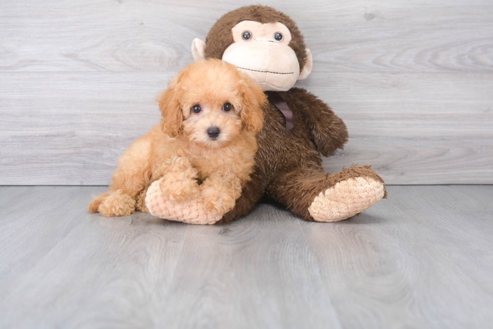 Petite Cavapoo Poodle Mix Pup