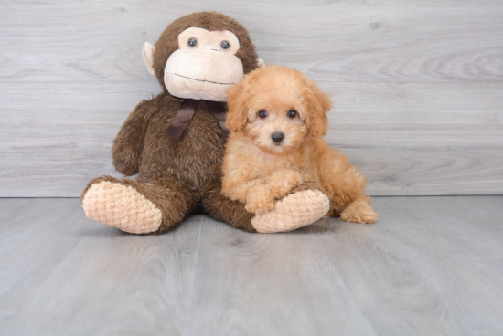 Fluffy Cavapoo Poodle Mix Pup