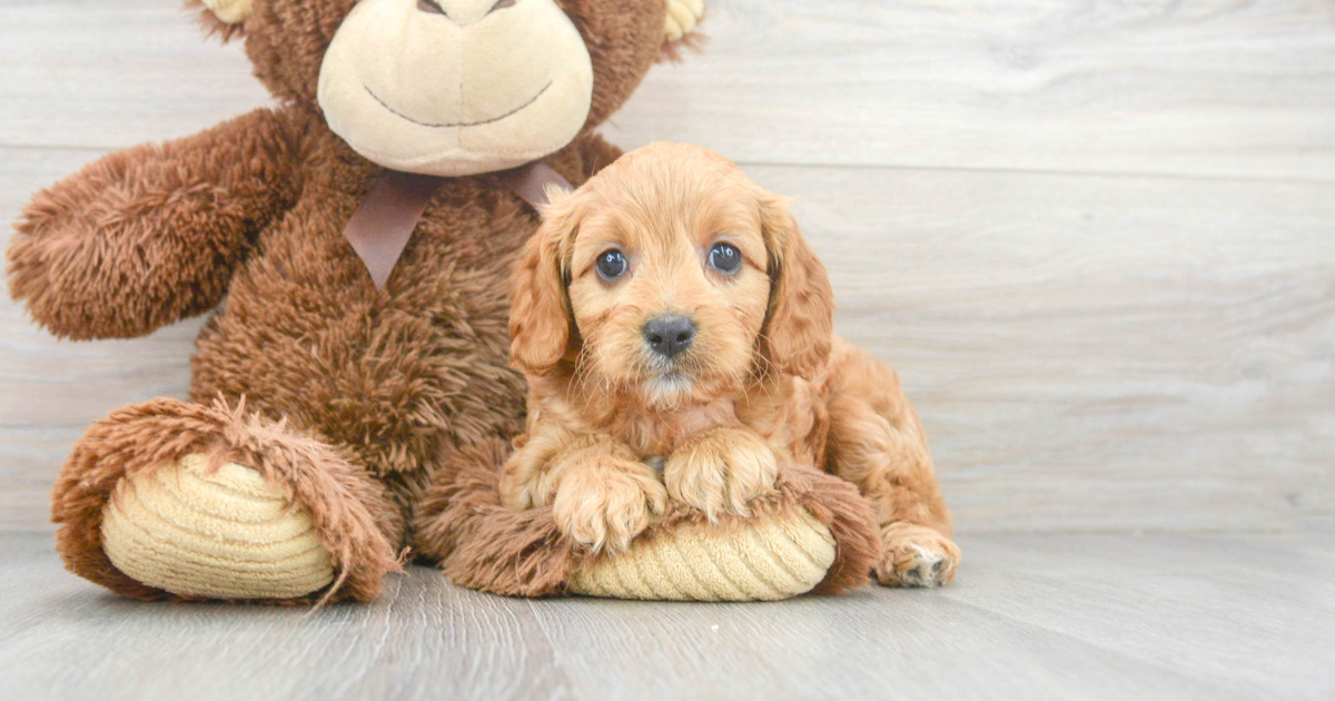 Smart Cavapoo Twirlly: 3lb 6oz Doodle Puppy