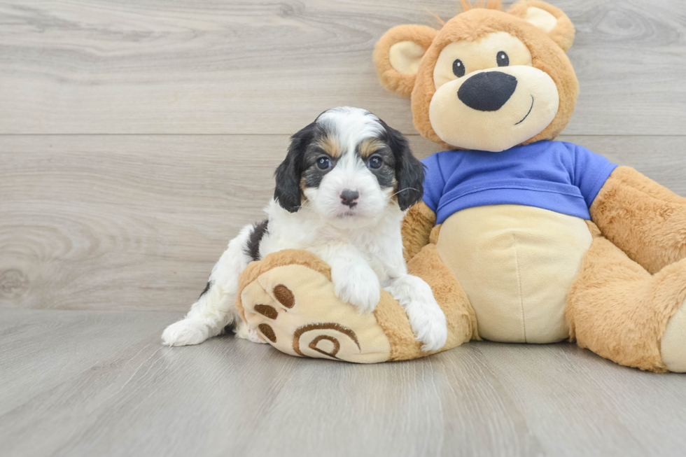 Popular Cavapoo Poodle Mix Pup