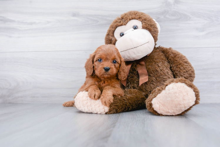 Cavapoo Pup Being Cute