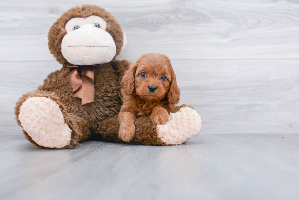 Best Cavapoo Baby