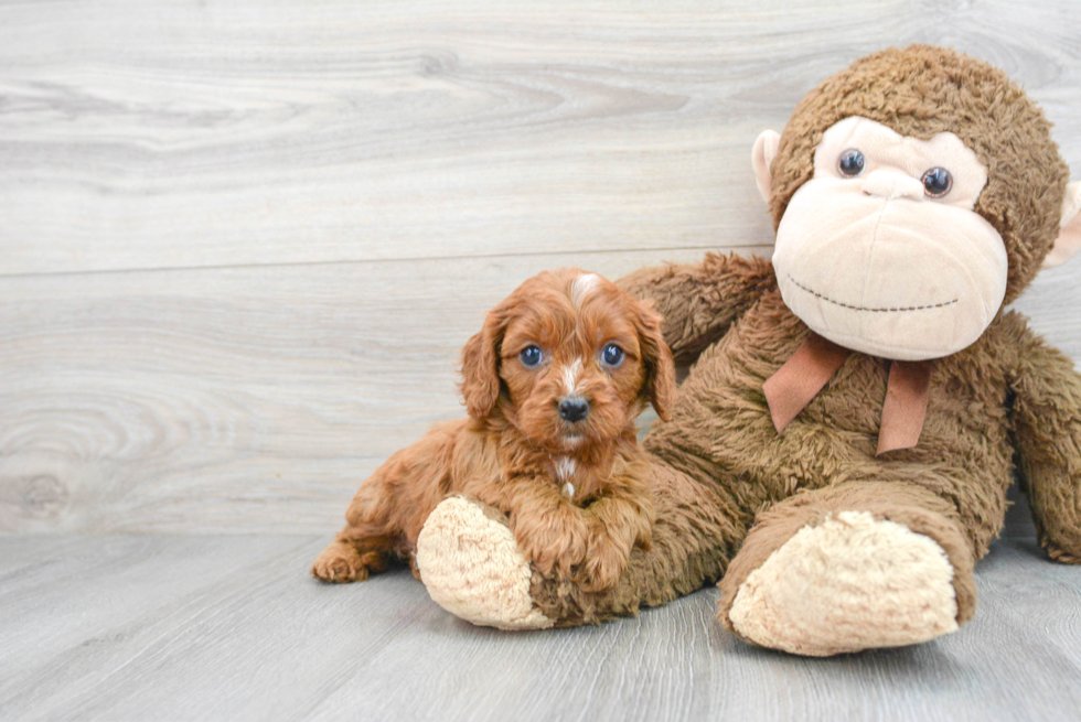 Small Cavapoo Baby