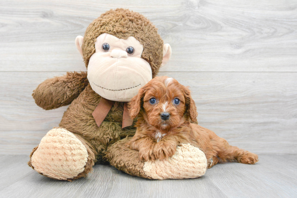 Cavapoo Puppy for Adoption