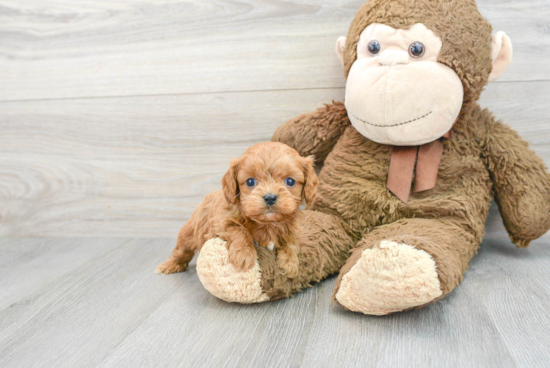 Fluffy Cavapoo Poodle Mix Pup