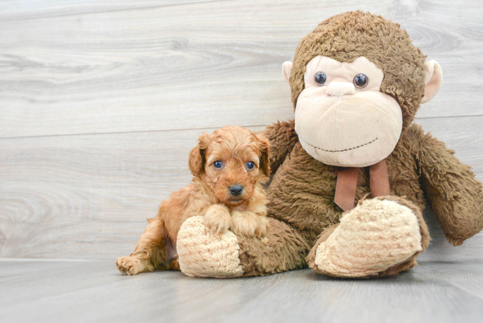 Best Cavapoo Baby