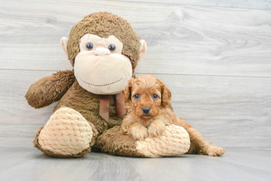 Best Cavapoo Baby