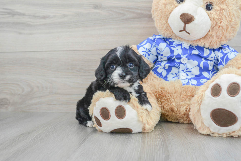 Smart Cavapoo Poodle Mix Pup