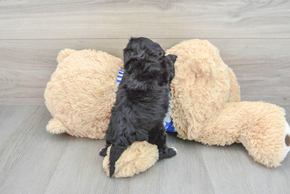 Funny Cavapoo Poodle Mix Pup