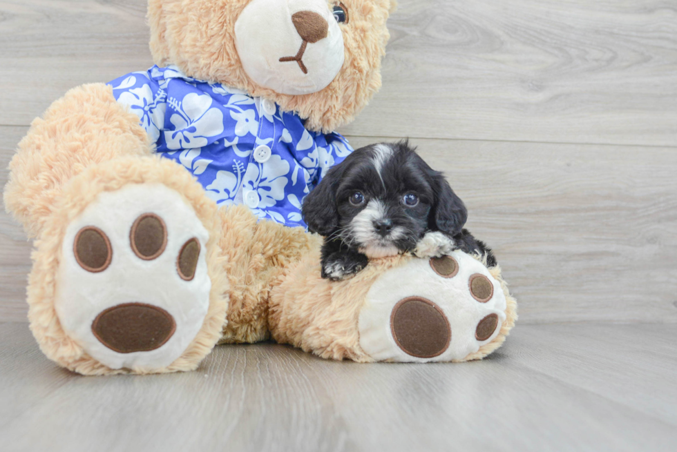 Best Cavapoo Baby