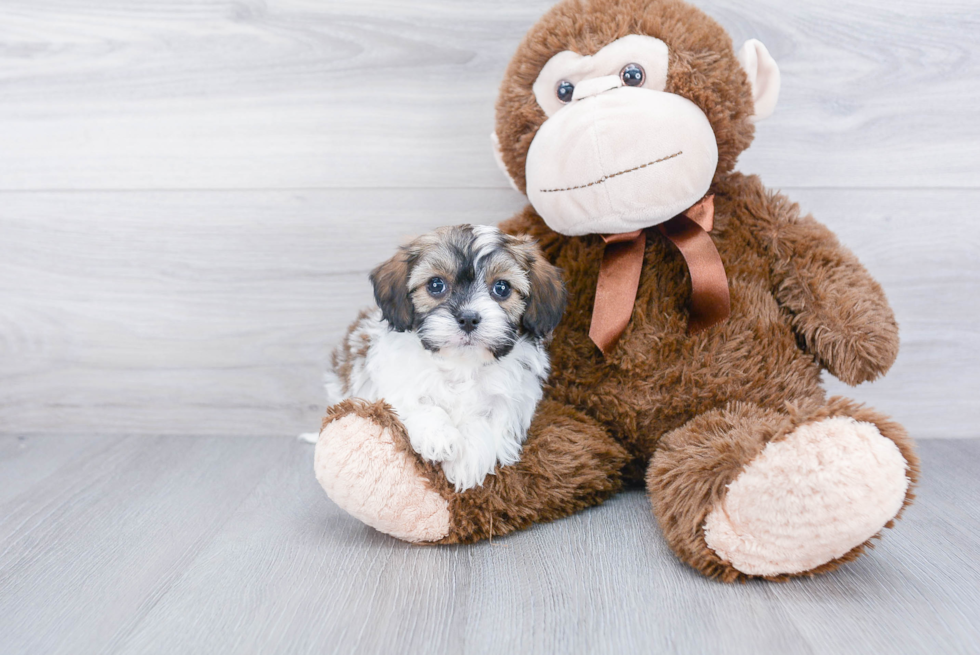 Smart Cavapoo Poodle Mix Pup