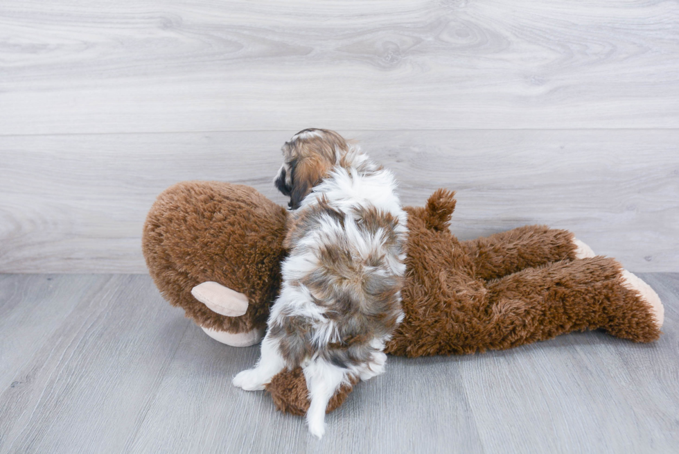 Cavapoo Pup Being Cute