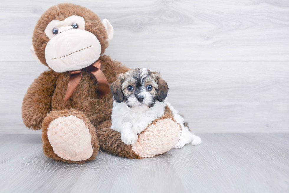 Little Cavoodle Poodle Mix Puppy