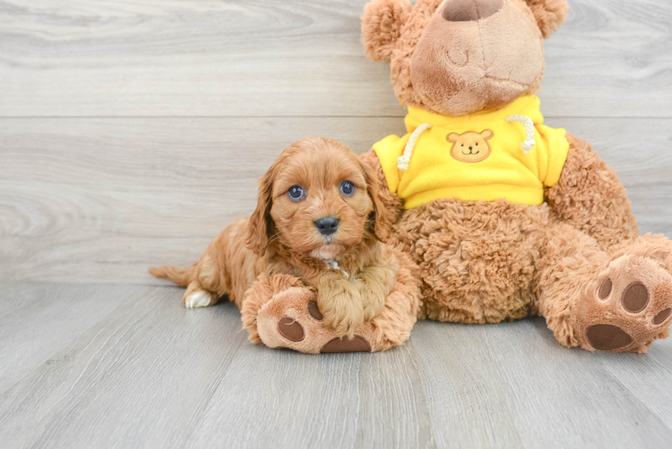 Best Cavapoo Baby