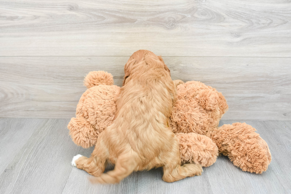 Cavapoo Pup Being Cute