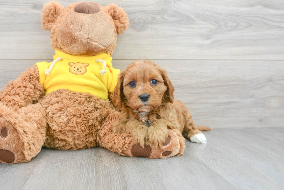 Best Cavapoo Baby