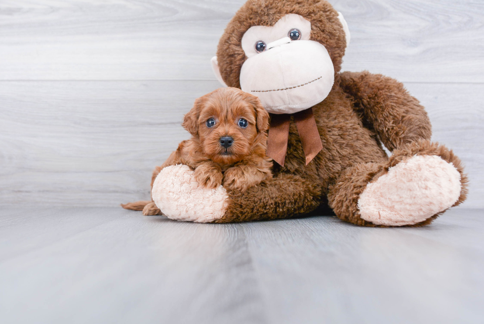 Smart Cavapoo Poodle Mix Pup