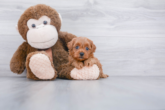 Fluffy Cavapoo Poodle Mix Pup