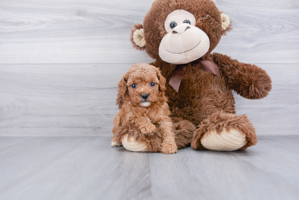 Funny Cavapoo Poodle Mix Pup