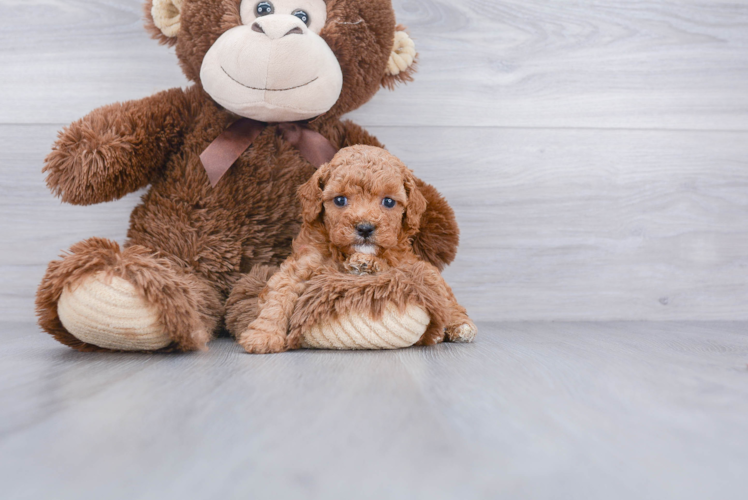 Fluffy Cavapoo Poodle Mix Pup