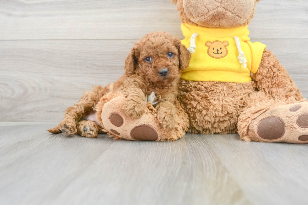 Happy Cavapoo Baby