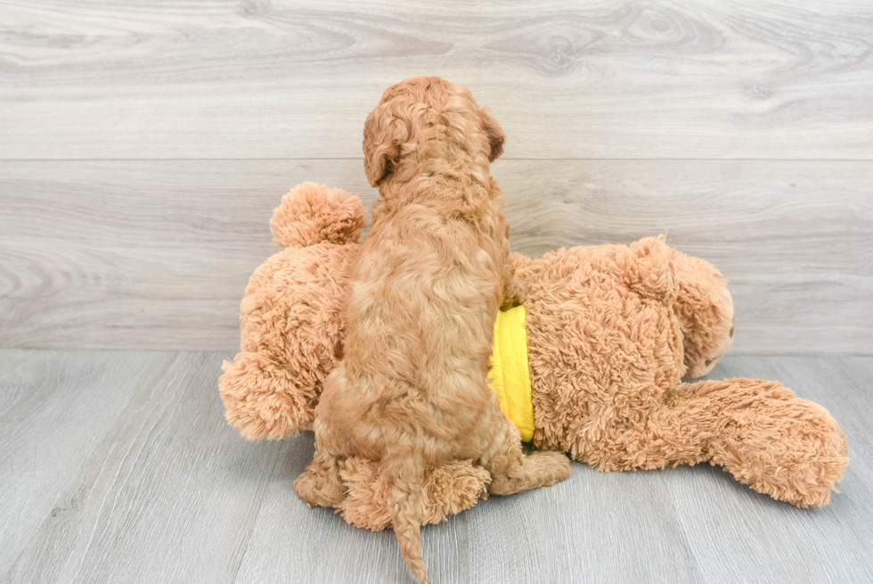 Cavapoo Puppy for Adoption