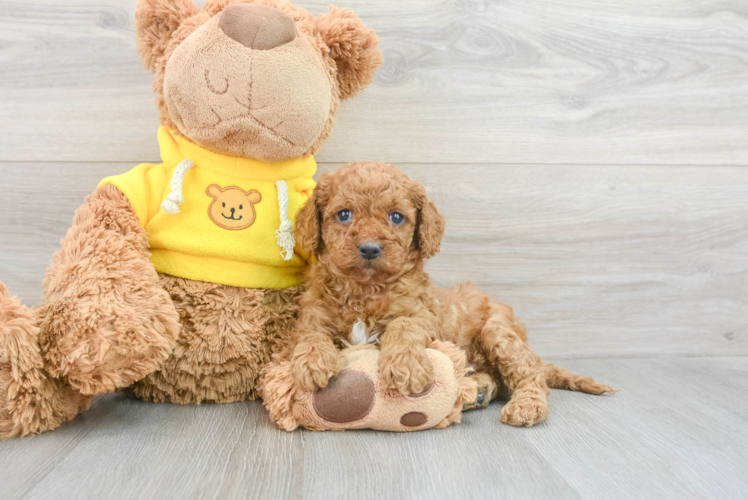 Adorable Cavoodle Poodle Mix Puppy