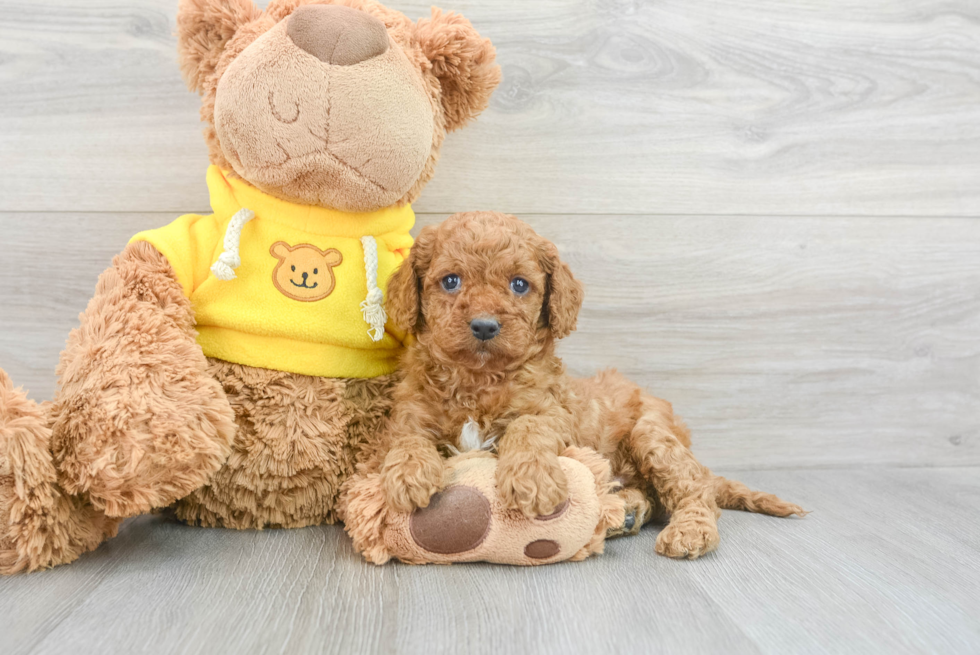 Adorable Cavoodle Poodle Mix Puppy