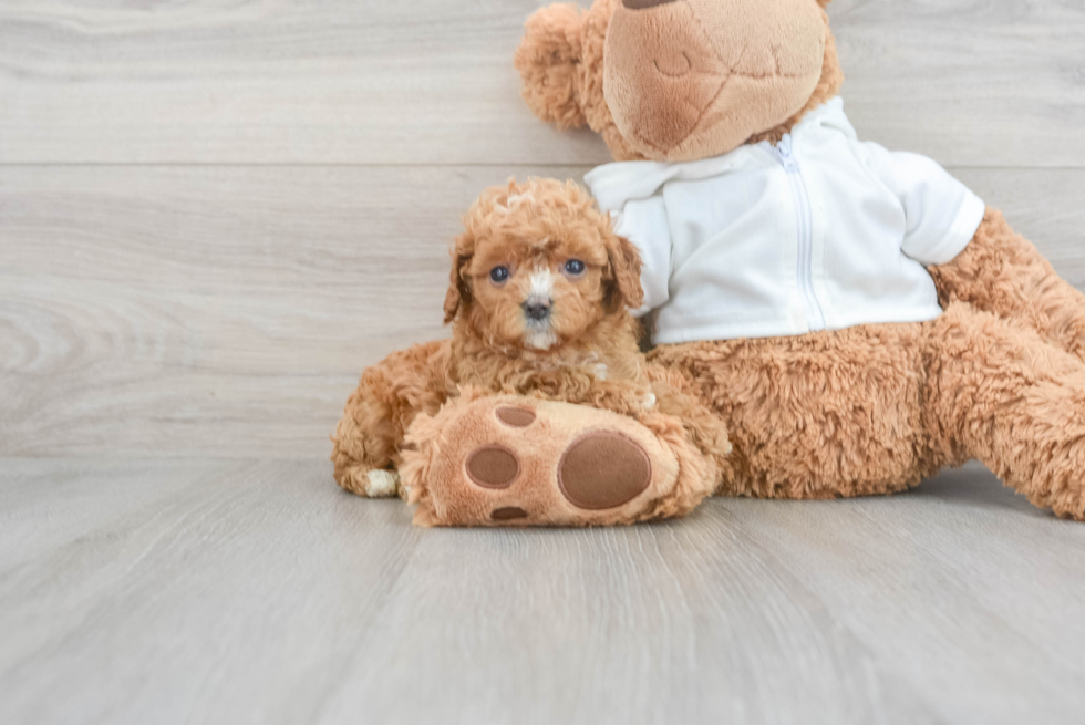 Cavapoo Pup Being Cute