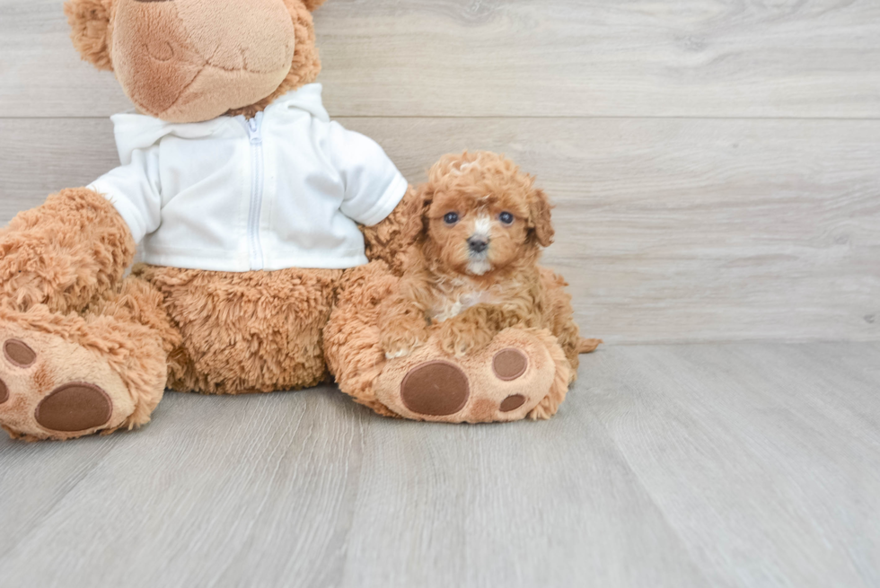 Fluffy Cavapoo Poodle Mix Pup