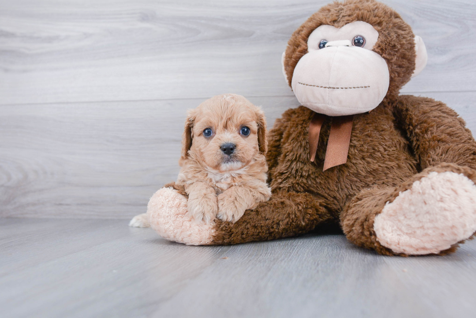 Best Cavapoo Baby