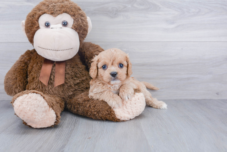 Cavapoo Pup Being Cute