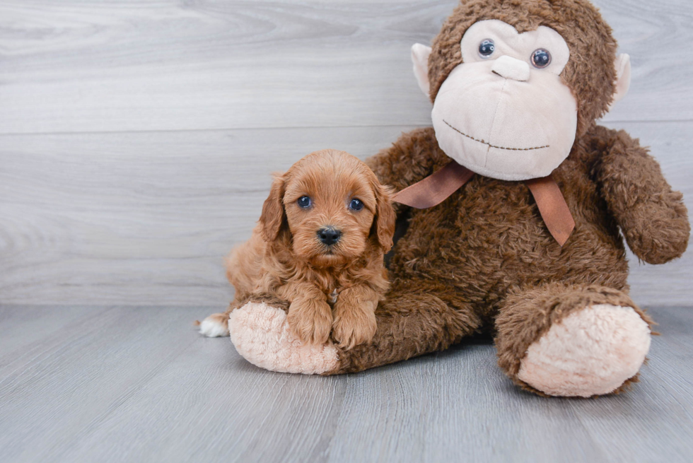 Cavapoo Puppy for Adoption