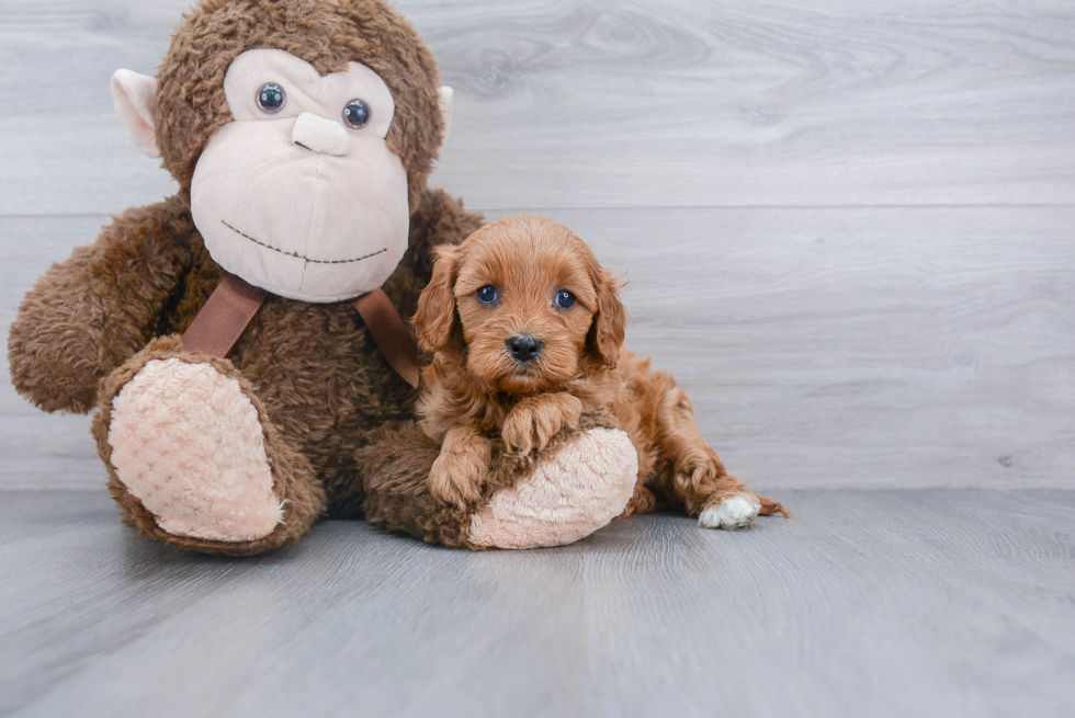 Hypoallergenic Cavoodle Poodle Mix Puppy