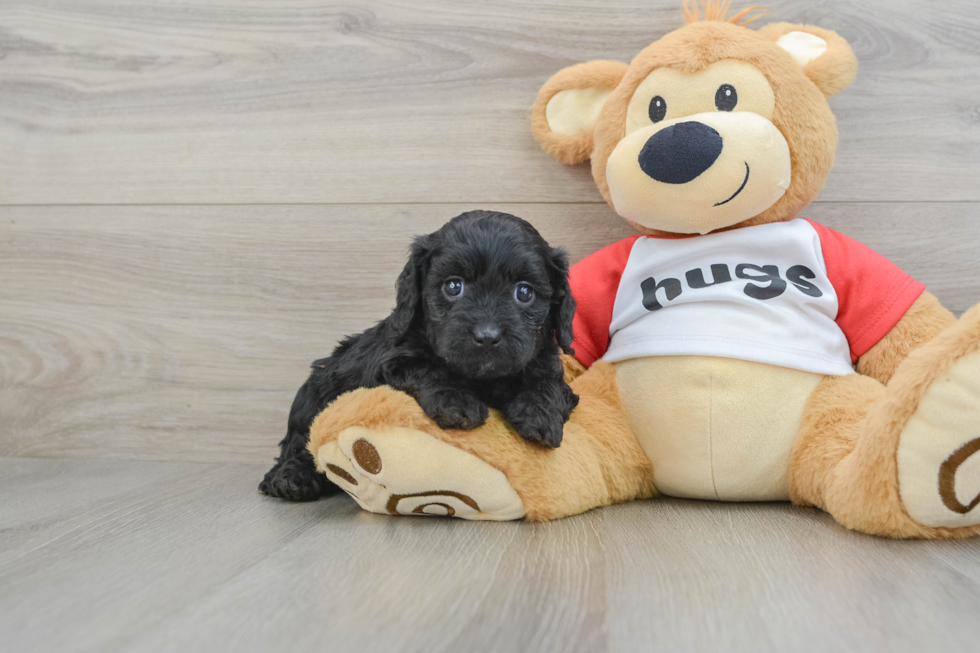 Fluffy Cavapoo Poodle Mix Pup