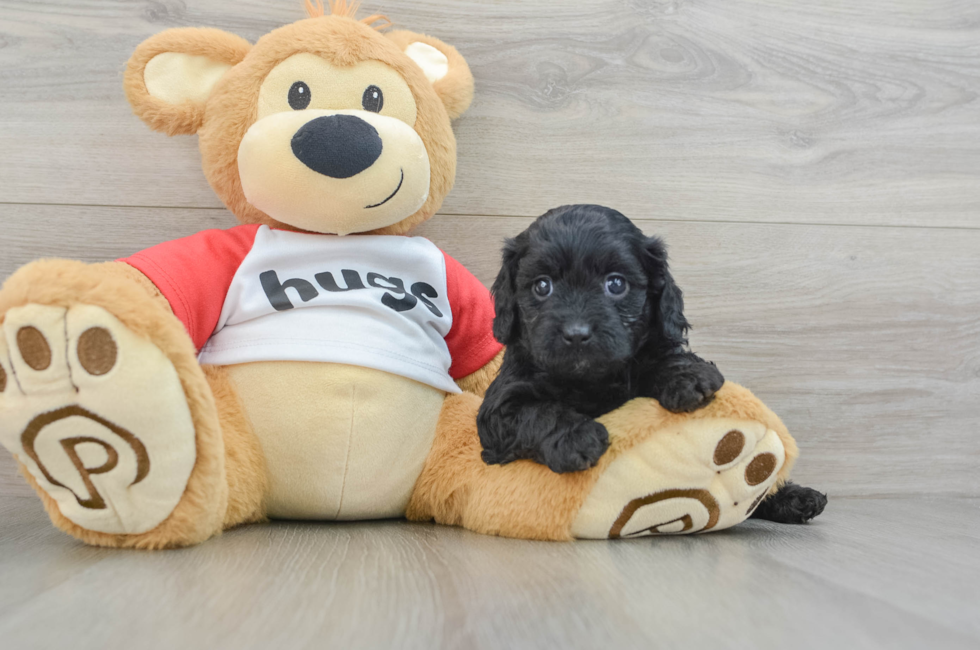 5 week old Cavapoo Puppy For Sale - Premier Pups